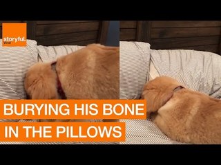 Golden Retriever Attempts to Hide Bone Under Pillows