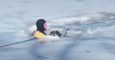 Video Shows Dramatic Rescue of Dog That Fell Through Ice in Boston