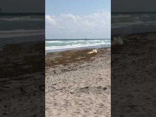 Military Flare Lands on a Florida Beach