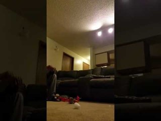 Delirious Dog's Amazing Reaction to Owner Returning Home