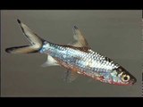 Artist Creates Photorealistic Painting of Fish