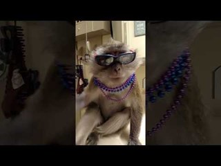 Cute Monkey Is Ready for Mardi Gras