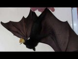 Baby Flying Fox Learns to Flap Wings