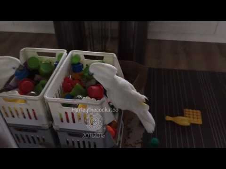 Ruthless Cockatoo Dominates Box of Toys