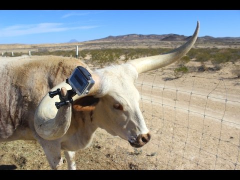 Farmer Attaches GoPro to Longhorn Bull