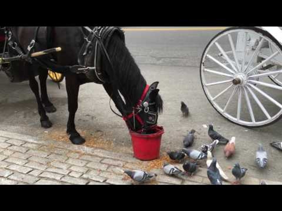 Generous Horse Feeds Pigeons Near Central Park