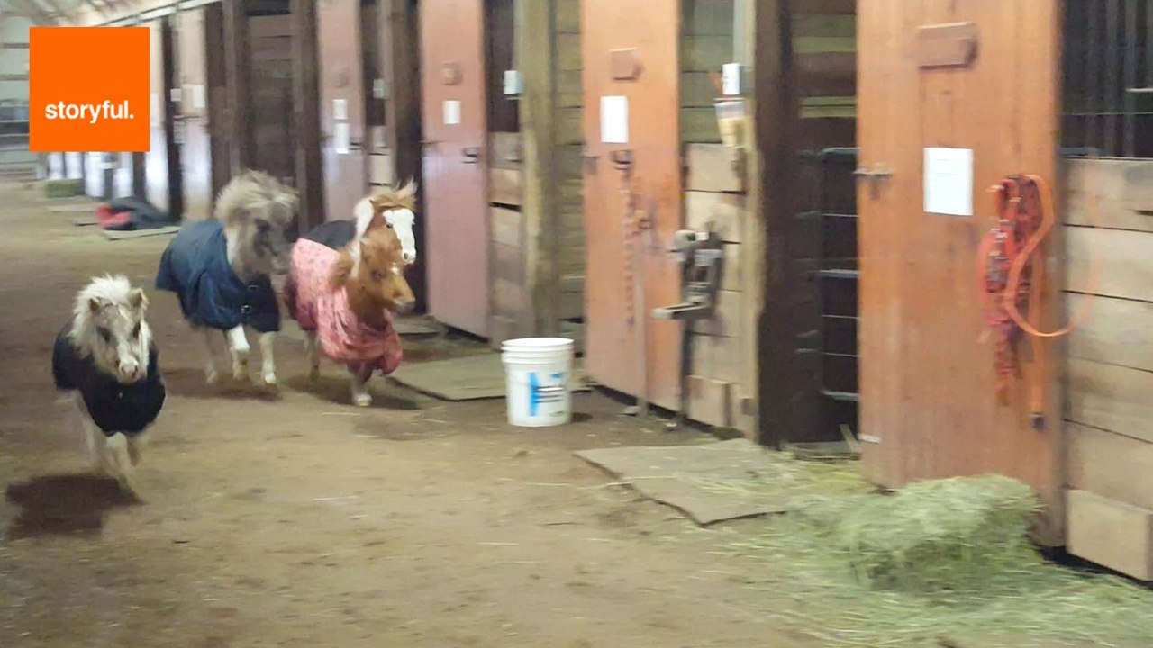 Miniature Horses Run Around a Barn