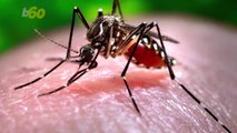 Scientists Can Wipe Out Deadly Mosquitoes with Common Bacteria