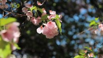 Why You Can Toss This Year's Cherry Tree Blossom Predictions