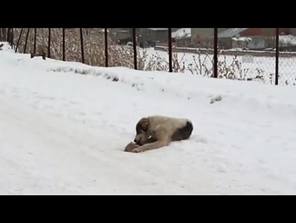 anne köpek görenleri gözyaşlarına bogdu ,gerçekten anne olmak böyle bişi