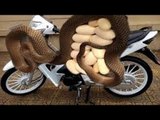 Chuyện khó tin- Kinh hoàng xà tinh đẻ trứng trên xe máy