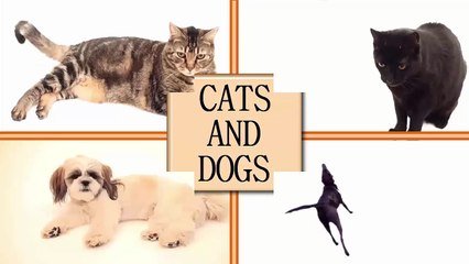 funny cats compilation 44