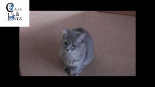 funny cats compilation 45
