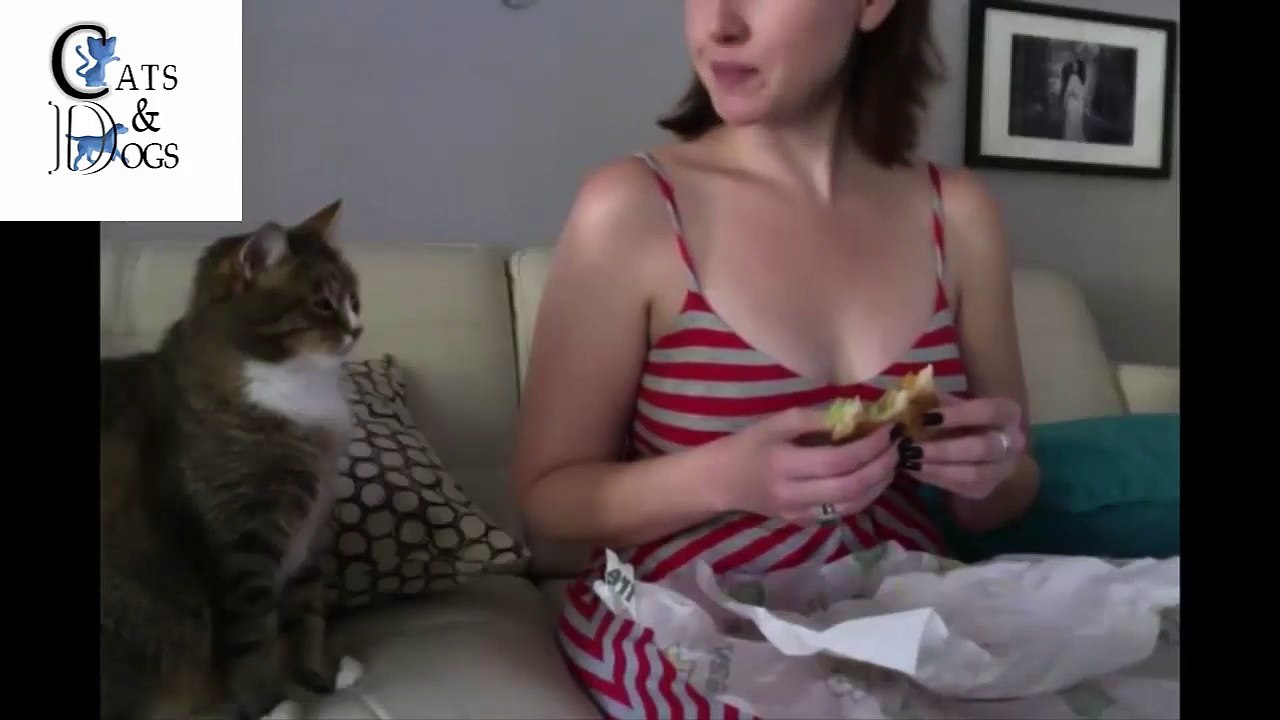 funny cats compilation 46