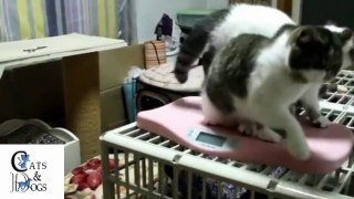 funny cats compilation 47