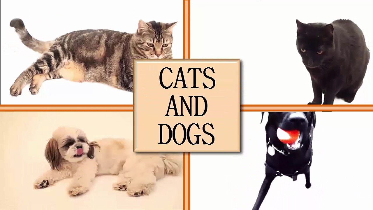 funny cats compilation 48