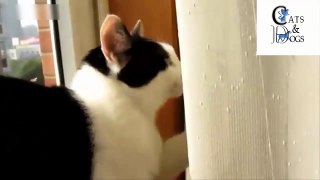 funny cats compilation 50