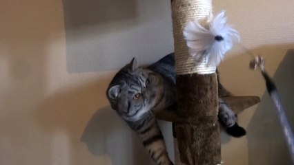 Endless Emotion's cattery : Luka, exotic shorthair black silver