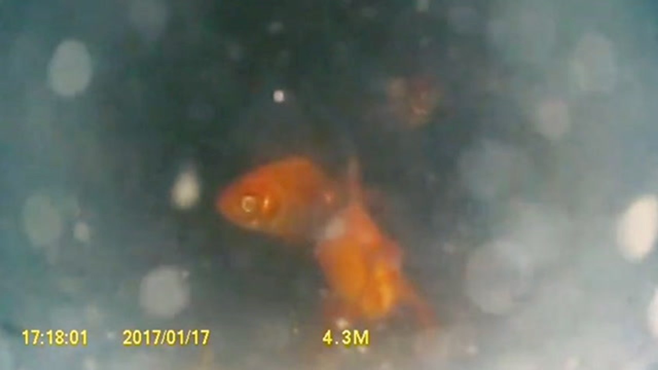 Plumber Adopts Flushed Goldfish Family video Dailymotion