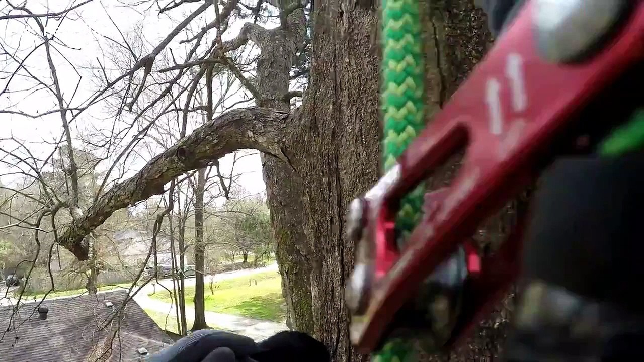 Good samaritan rescues cat chased up tree by dog