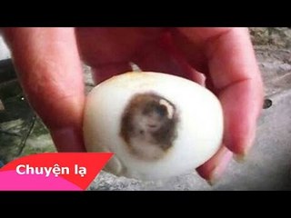 Chuyện lạ Việt Nam - Hình mỹ nhân in trên trứng gà luộc ở Lâm Đồng