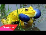 Chuyện lạ Việt Nam - 20 loài vật có màu sắc rực rỡ nhất thế giới