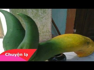 Chuyện lạ Việt Nam -  Những loại củ quả kỳ lạ nhất Việt Nam
