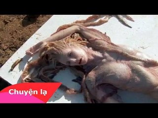 Chuyện lạ Việt Nam -  Phát hiện xác nàng tiên cá ở Philippines