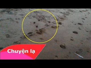 Chuyện lạ Việt Nam - Sinh vật lạ ở bãi biển Hải Thịnh