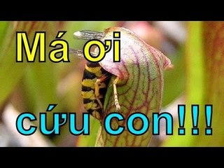 Chuyện lạ - Những loài cây ĂN THỊT kỳ lạ và ĐÁNG SỢ nhất hành tinh