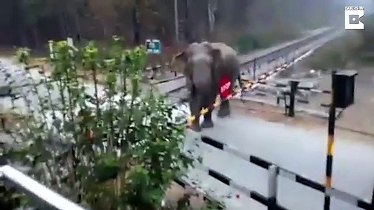 Elephant Lifts Barrier To Cross Train Tracks