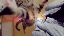 Bu videoya bayılacaksınız - komik kedi halleri www.sosyalfil.com
