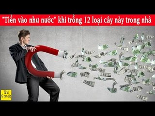 Tiền vào như nước khi trồng 12 loại cây này trong nhà