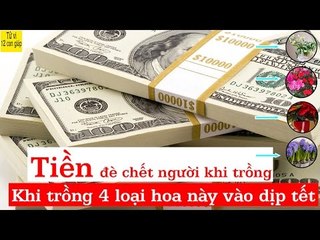 Tiền đè chết người khi trồng 4 loại hoa này vào dịp tết