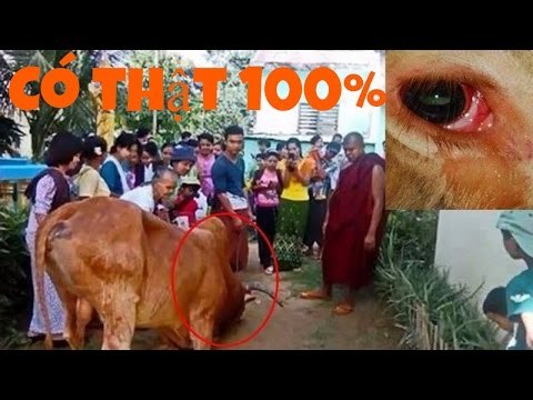 Con bò sắp bị mổ làm thịt quỳ xuống khóc lóc, cầu cứu và phát hiện dự thật khiến ai cũng rơi lệ