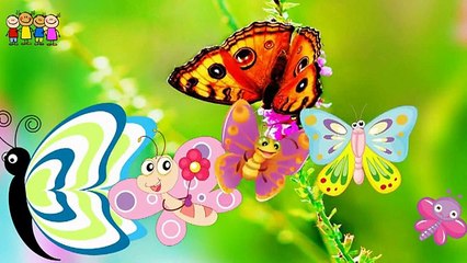 Baes   Grapes Family Finger Songs   Finger Fa