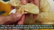 Never throw away any grapefruit seed after watching this video