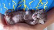 Découvrez ce chaton en train de s'endormir dans les bras de sa maîtresse... c'est vraiment bien trop mignon pour moi, oh