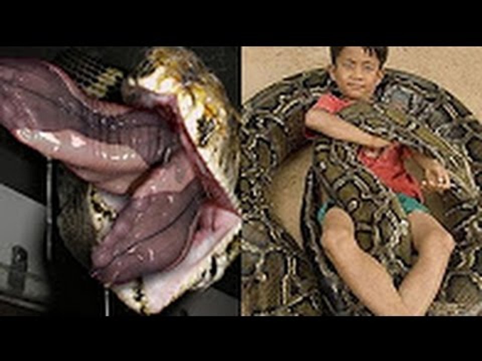 Tin mới nhất - Hãi hùng trăn quấn quanh người em bé 6 tuổi
