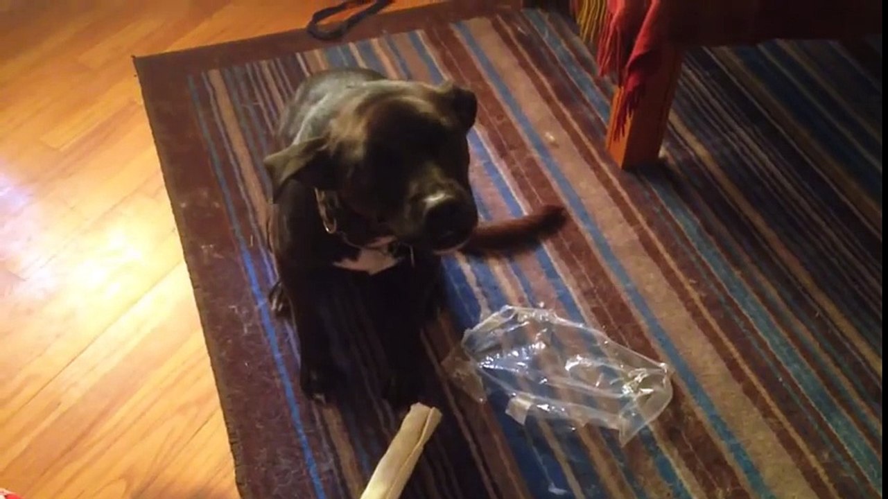 Funniest Guilty Pet & Animal Videos December 2017 Weekly Compilation - Kyoot Animals