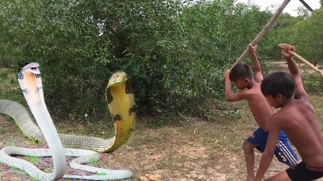 Wow! Brave Children Catch Big Snake With Bare Hand - How to Catch Big Snake in Cambodia