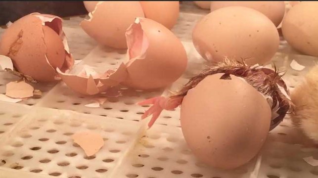 Salon de l'agriculture : ce poussin va sortir de sa coquille devant vos yeux