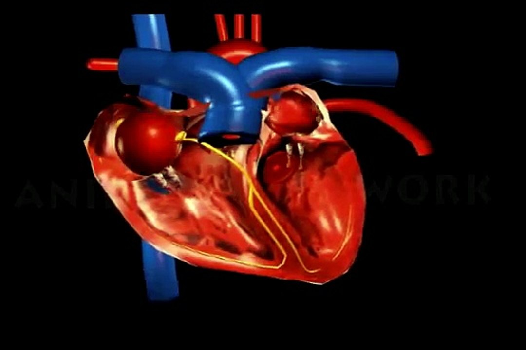 Ciclo cardíaco animación 3D Tha corazón Humano la circulación de la sangre 2