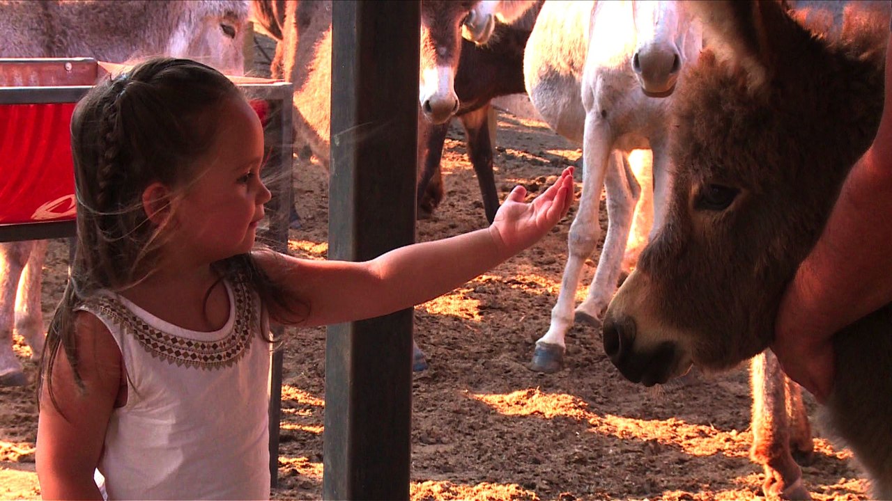 Chili: Une mère veut faire connaître les vertus du lait d'ânesse