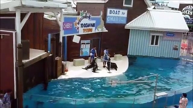 Quatre otaries jouent au volley-ball