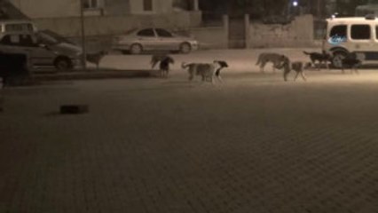 Şüpheli Çanta Fünye ile İmha Edildi