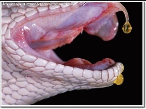 Chuyện lạ Việt Nam - Rùng mình chuyện rắn báo oán ở Thái Nguyên