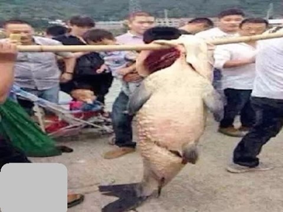 Thực hư chuyện cả làng bị báo oán vì ăn thịt cá thần!!!