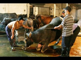 Trâu báo oán đại gia đình bỏ nghề giết mổ vì lo sợ!!!