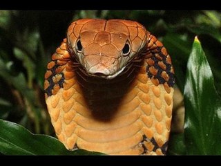 Chuyện lạ Việt Nam - Huyền thoại rắn hổ mây nặng gần nửa tấn ở Miền Tây